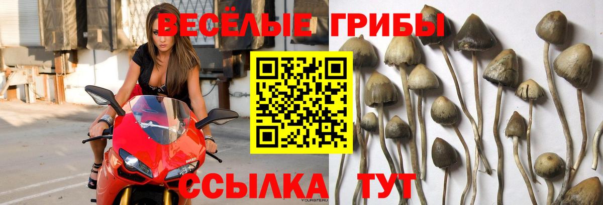 Псилоцибиновые грибы Cubensis  Вход с VPN  Галлюциногенные грибы мухоморы  Тара 
